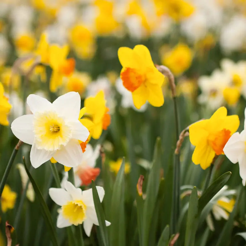 Flower bulbs