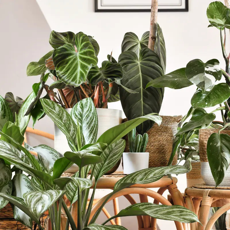 Houseplants