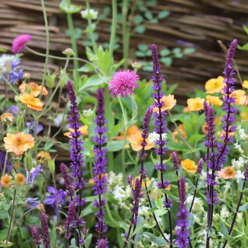 Perennials