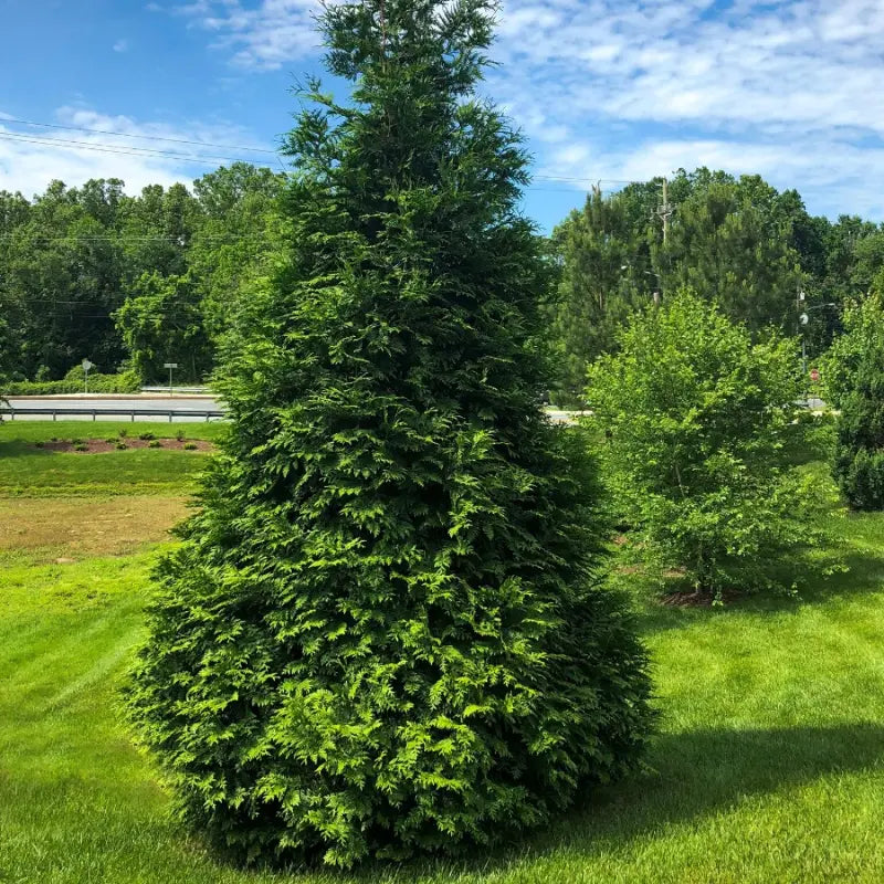 25 Green Giant Arborvitae Trees – 2.5″ Pot – 6-12 Inch Thuja Plicata – Fast Growing Privacy Screen
