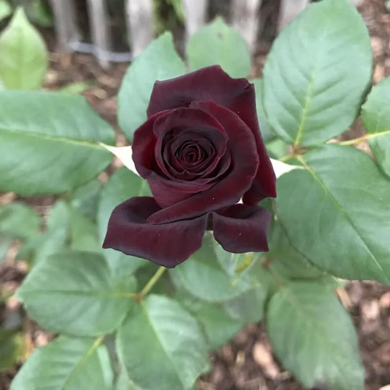 Black Red Climbing Rose – Live Starter Plant – Fragrant Outdoor Climbing Rose