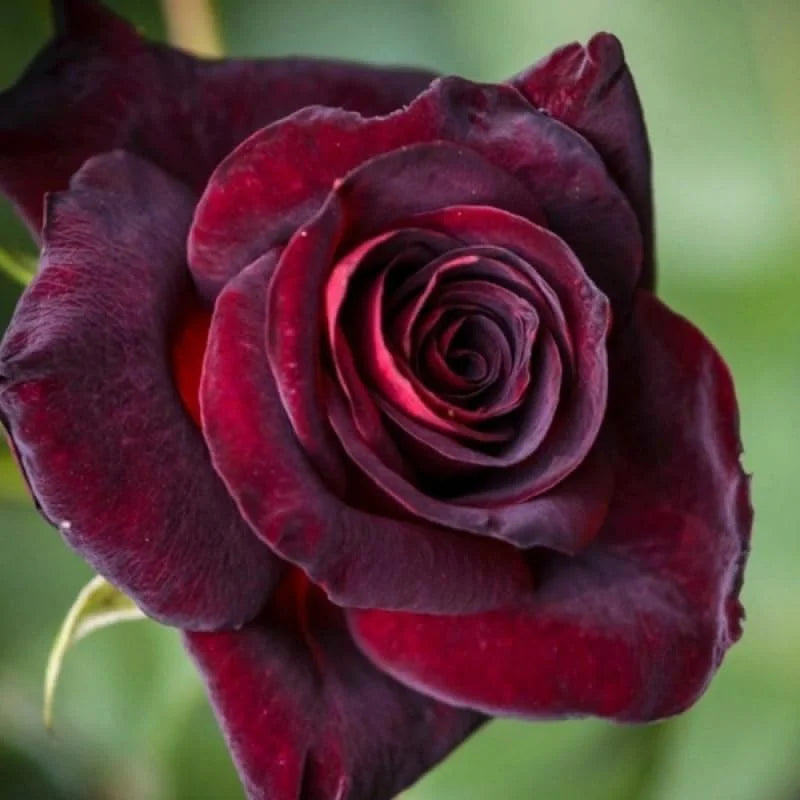 Black Red Climbing Rose – Live Starter Plant – Fragrant Outdoor Climbing Rose