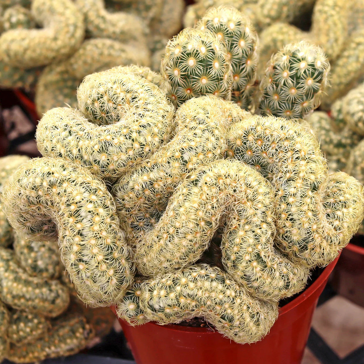 Brain Cactus for Halloween plants