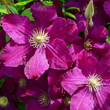 Cardinal Wyszynski Clematis Vine – 2.5″ Pot – Crimson Flowers