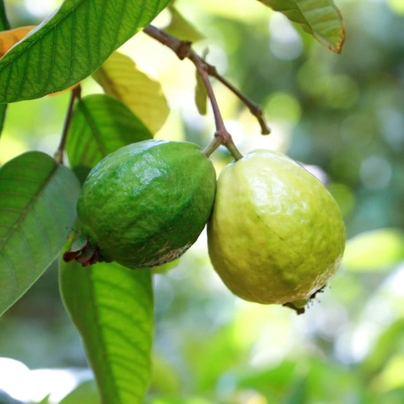 Jujube Sugar Cane (Copy)