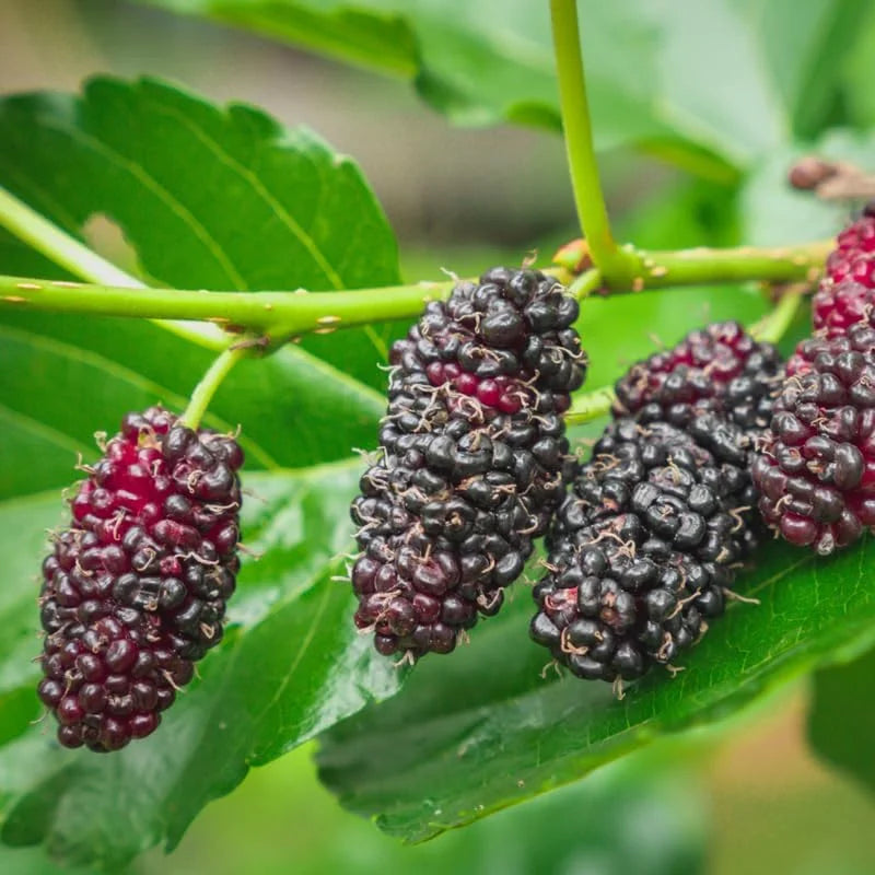 Illinois Everbearing Mulberry Plant Live – Sweet Fruit Tree Seedling for Gardening