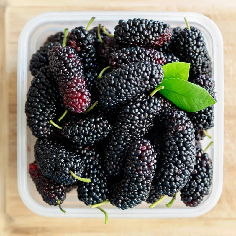 Illinois Everbearing Mulberry Plant Live – Sweet Fruit Tree Seedling for Gardening