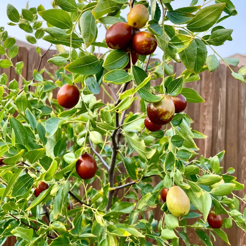 Jujube Sugar Cane (Copy)