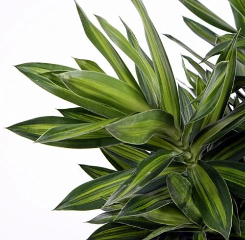Song of Jamaica Exotic House Plant – 6 Inch Pot – Easy Care Indoor Plant