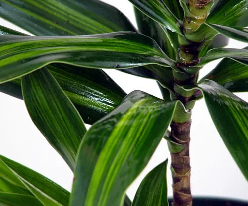 Song of Jamaica Exotic House Plant – 6 Inch Pot – Easy Care Indoor Plant