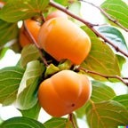 American Persimmon Tree Live Plant – Sweet Persimmon Garden Plant 8-10 Inch