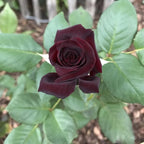 Black Red Climbing Rose – Live Starter Plant – Fragrant Outdoor Climbing Rose