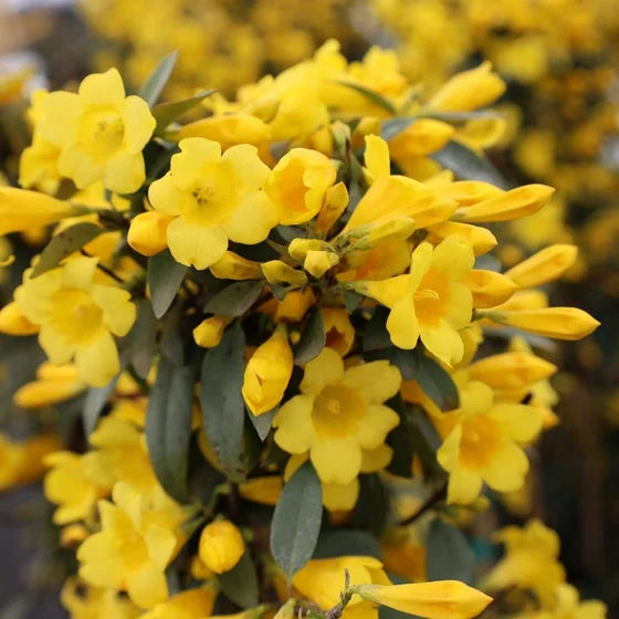 Carolina Jessamine Live Plant – Yellow Flowering Vine – 1 Gallon Pot – Fragrant