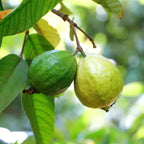 Jujube Sugar Cane (Copy)