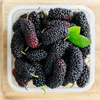 Illinois Everbearing Mulberry Plant Live – Sweet Fruit Tree Seedling for Gardening