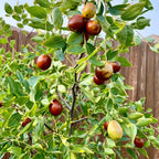 Jujube Sugar Cane (Copy)