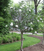 SPICE COWBOY Viburnum Shrub – 4 Inch Potted Plant