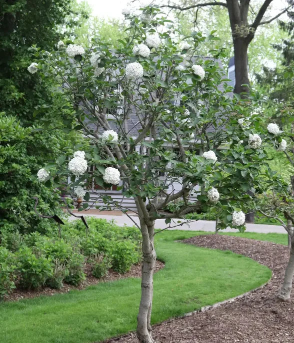 SPICE COWBOY Viburnum Shrub – 4 Inch Potted Plant