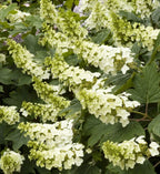 SPICE COWBOY Viburnum Shrub – 4 Inch Potted Plant