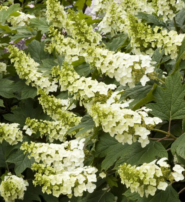 SPICE COWBOY Viburnum Shrub – 4 Inch Potted Plant